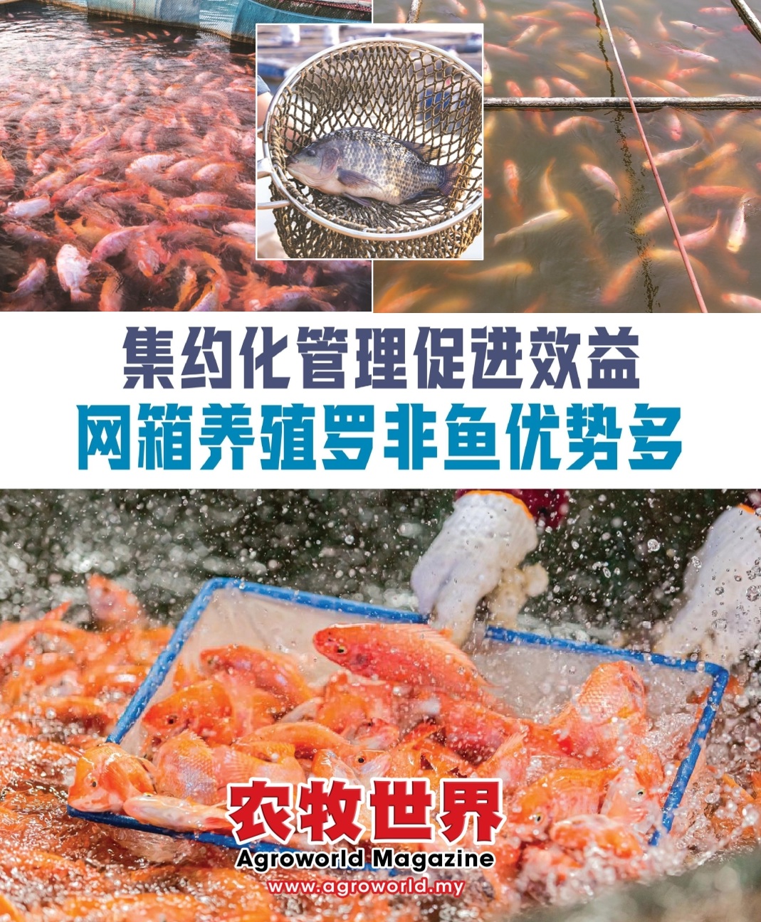 集约化管理促进效益  网箱养殖罗非鱼优势多 - 农牧世界
