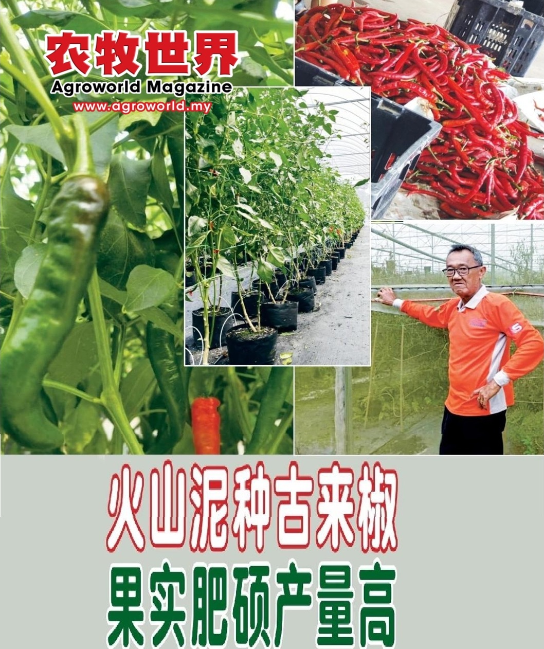 火山泥种古来椒  果实肥硕产量高 - 农牧世界