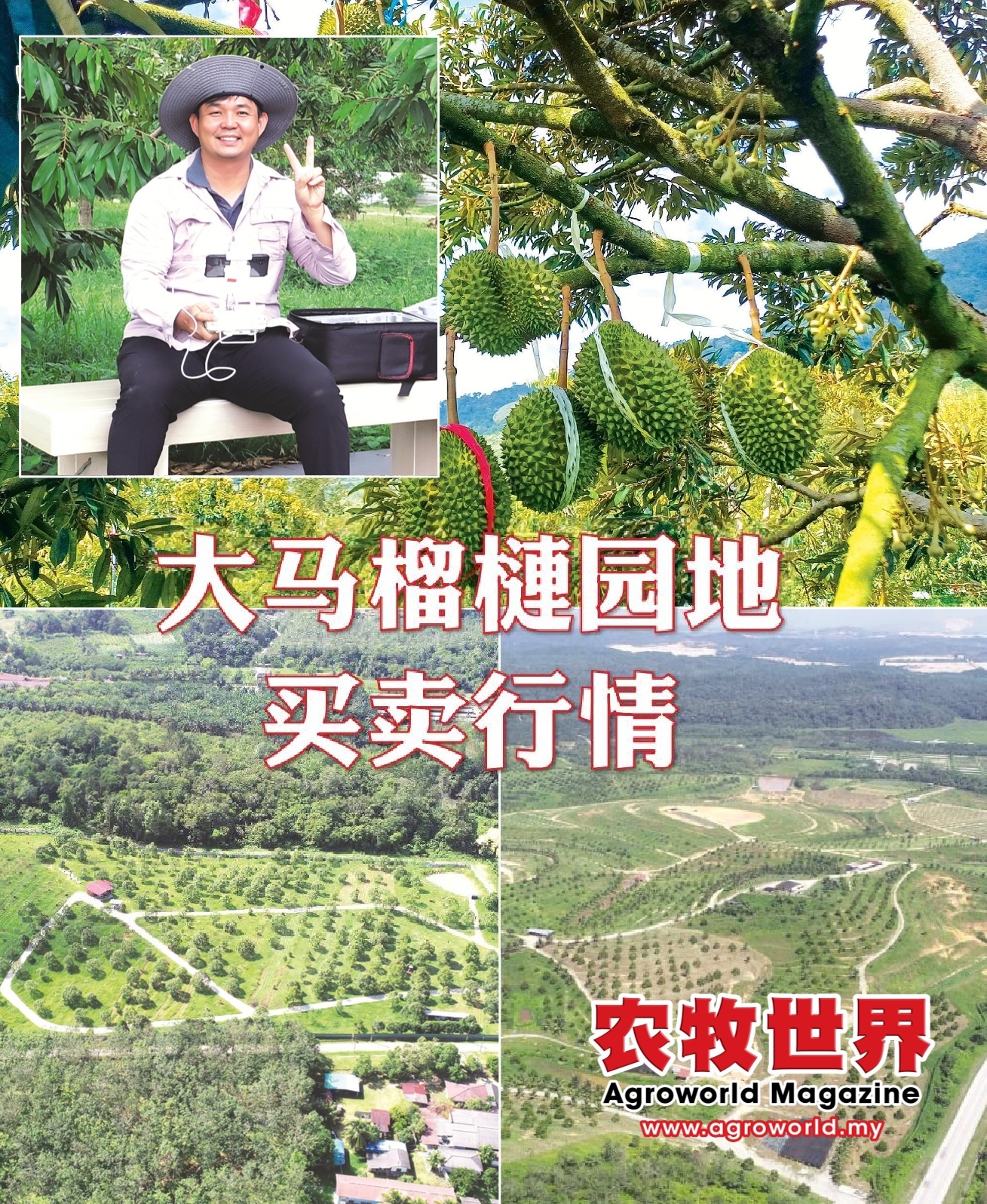 大马榴梿园地买卖行情 - 农牧世界