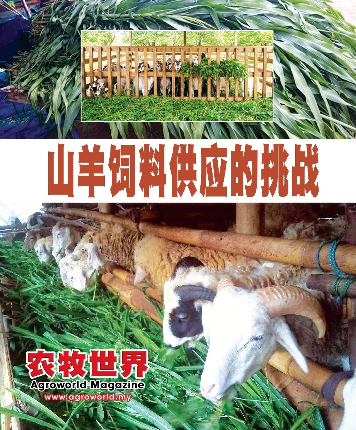 山羊饲料供应的挑战 - 农牧世界