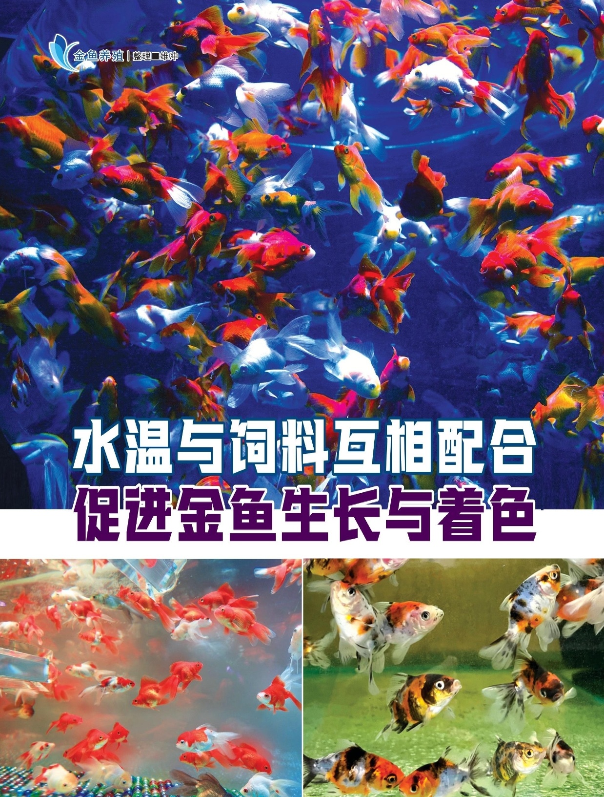 水温与饲料互相配合  促进金鱼生长与著色 - 农牧世界