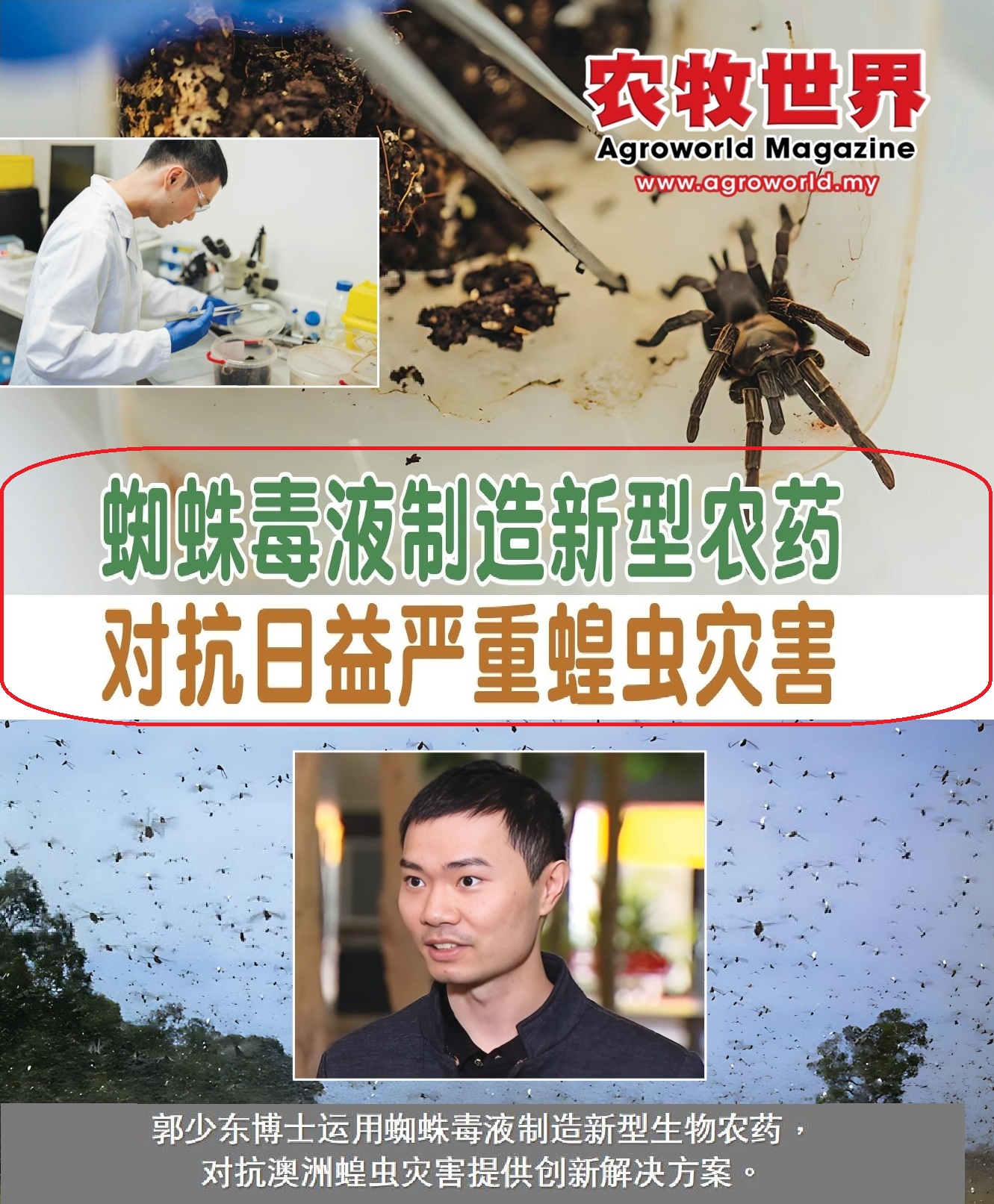 蜘蛛毒液制造新型农药  对抗日益严重蝗虫灾害 - 农牧世界