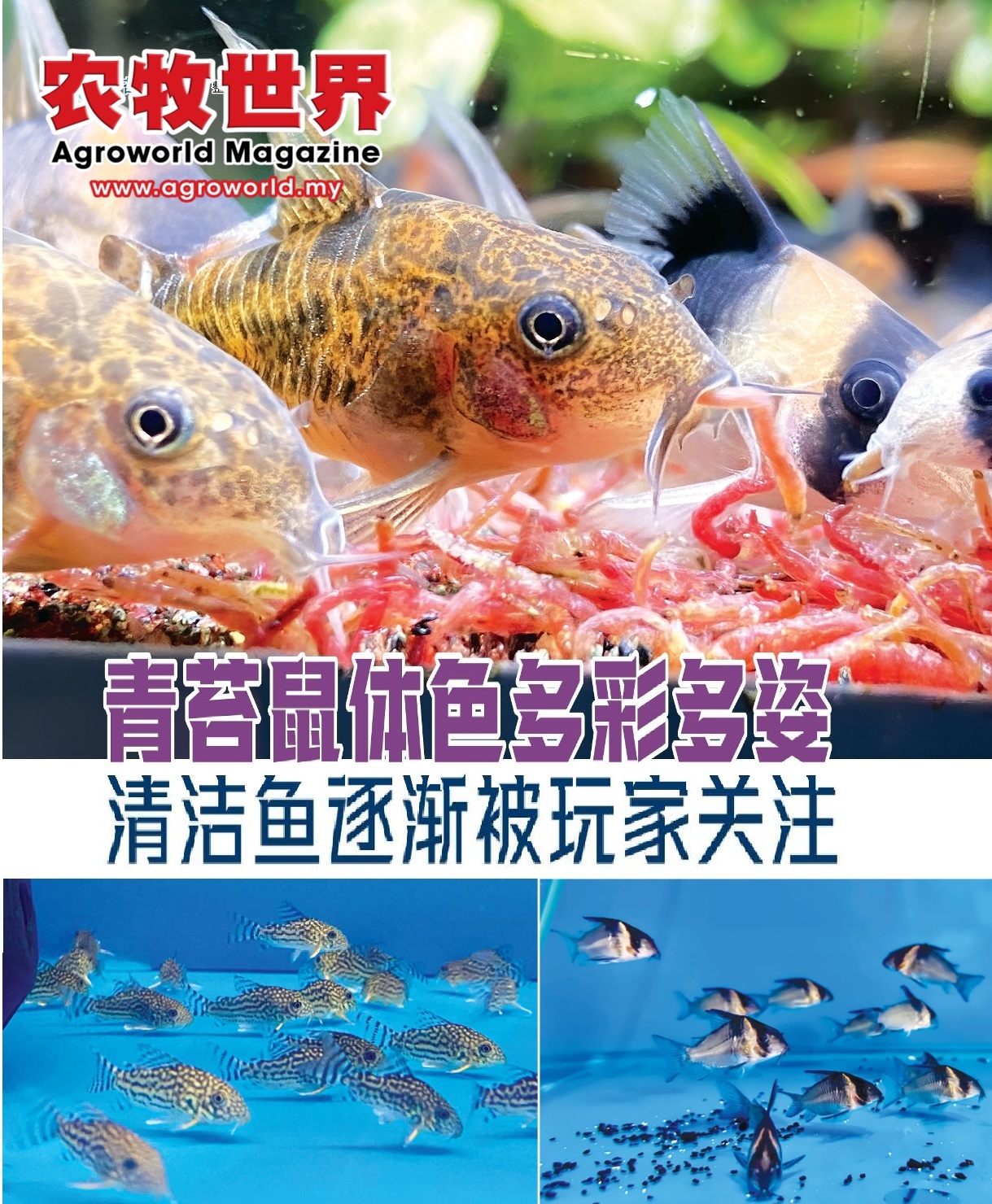 青苔鼠体色多彩多姿  清洁鱼逐渐被玩家关注 - 农牧世界