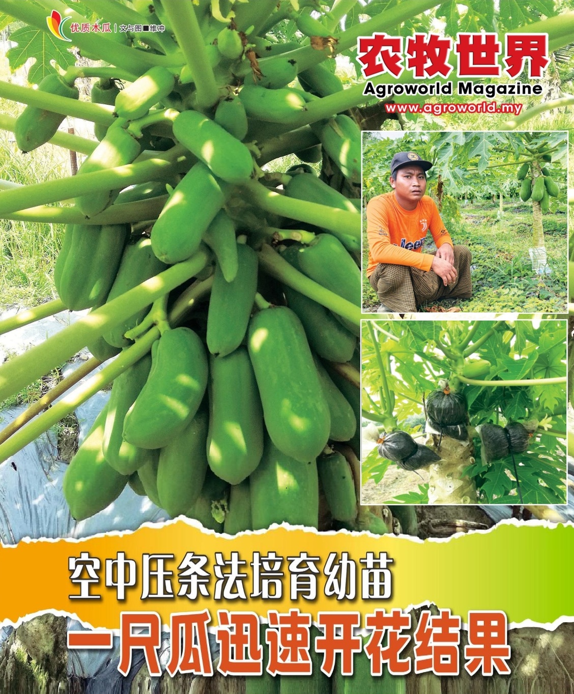 空中压条法培育幼苗  一尺瓜迅速开花结果 - 农牧世界
