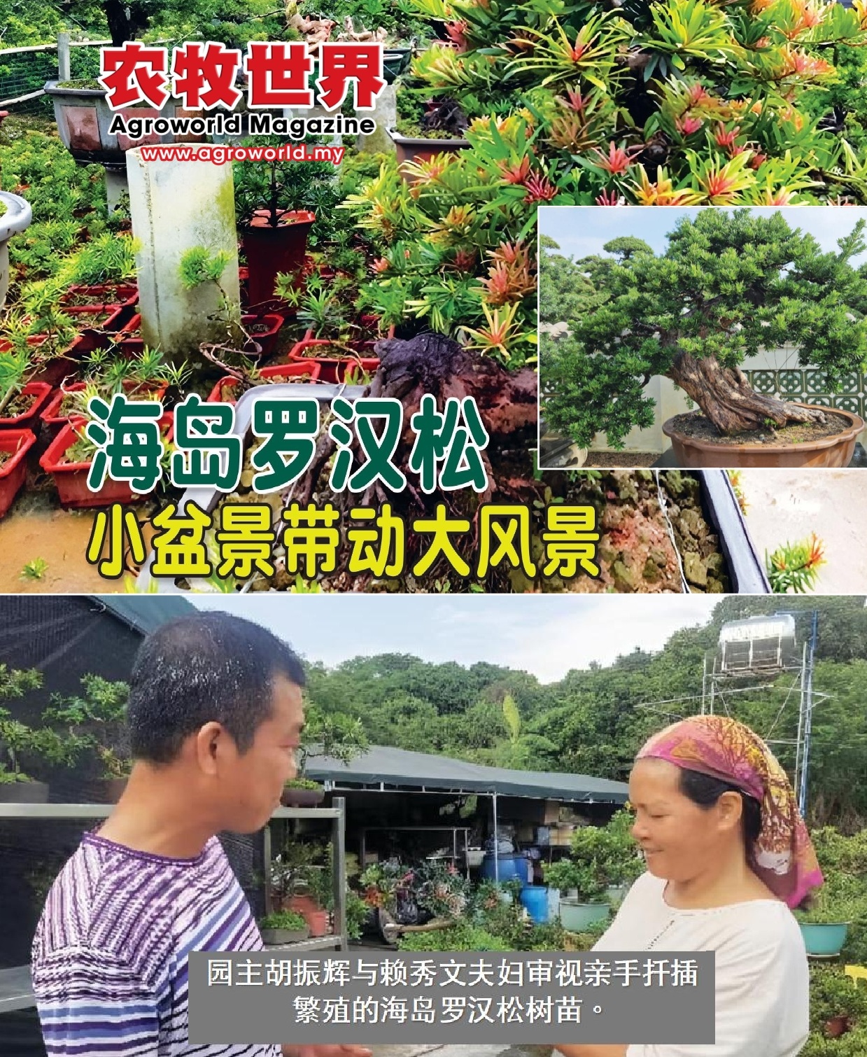 海岛罗汉松  小盆景带动大风景 - 农牧世界