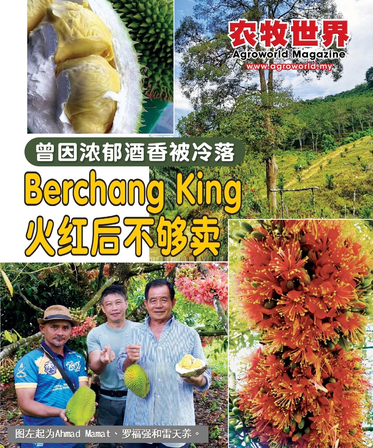 曾因浓郁酒香被冷落  Berchang King火红后不够卖 - 农牧世界