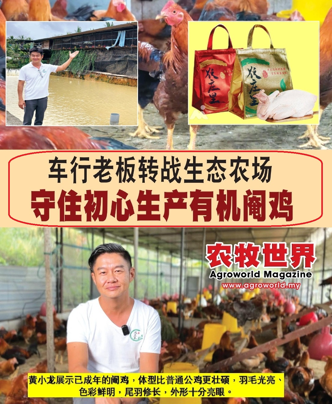 车行老板转战生态农场  守住初心生产有机阉鸡 - 农牧世界