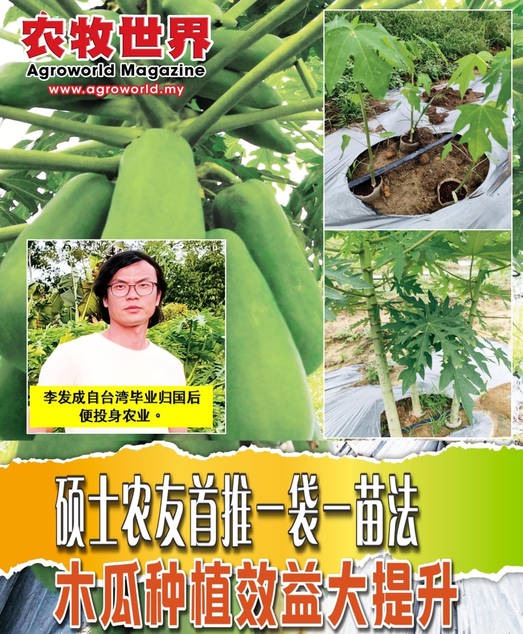 硕士农友首推一袋一苗法  木瓜种植效益大提升 - 农牧世界