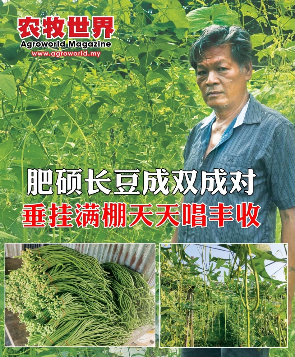 肥硕长豆成双成对 垂挂满棚天天唱丰收 - 农牧世界