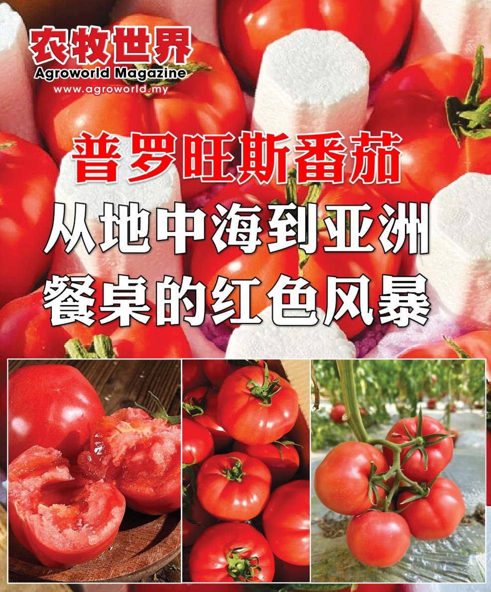 普罗旺斯番茄  从地中海到亚洲餐桌的红色风暴 - 农牧世界