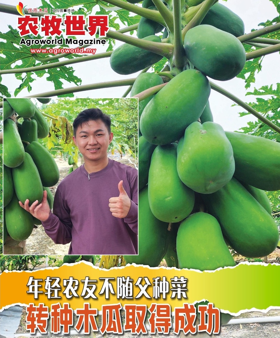 年轻农友不随父种菜  转种木瓜取得成功 - 农牧世界