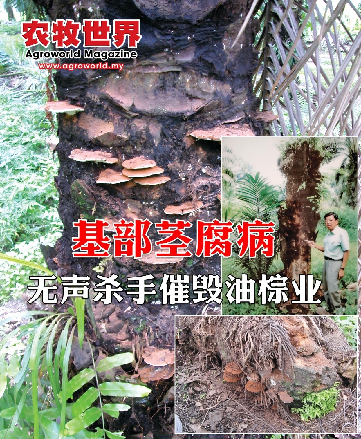 基部茎腐病  无声杀手催毁油棕业 - 农牧世界