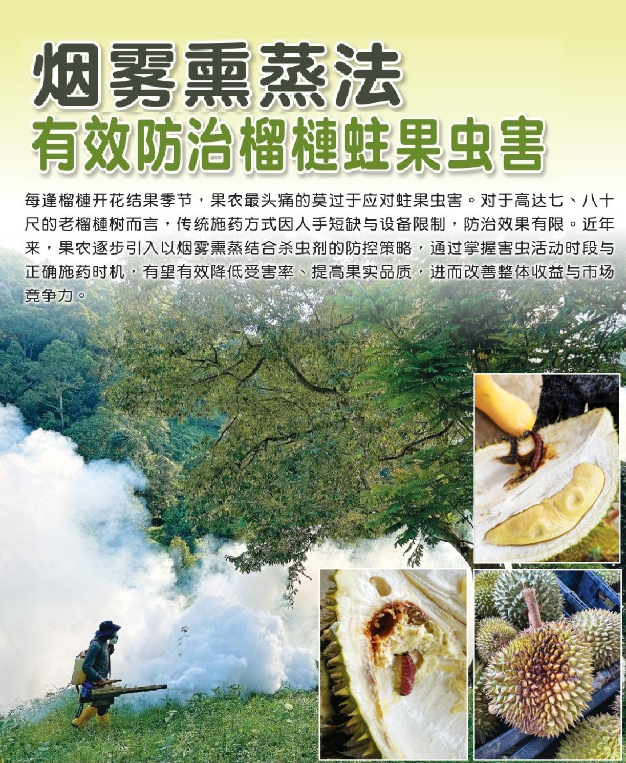烟雾熏蒸法  有效防治榴梿蛀果虫害 - 农牧世界