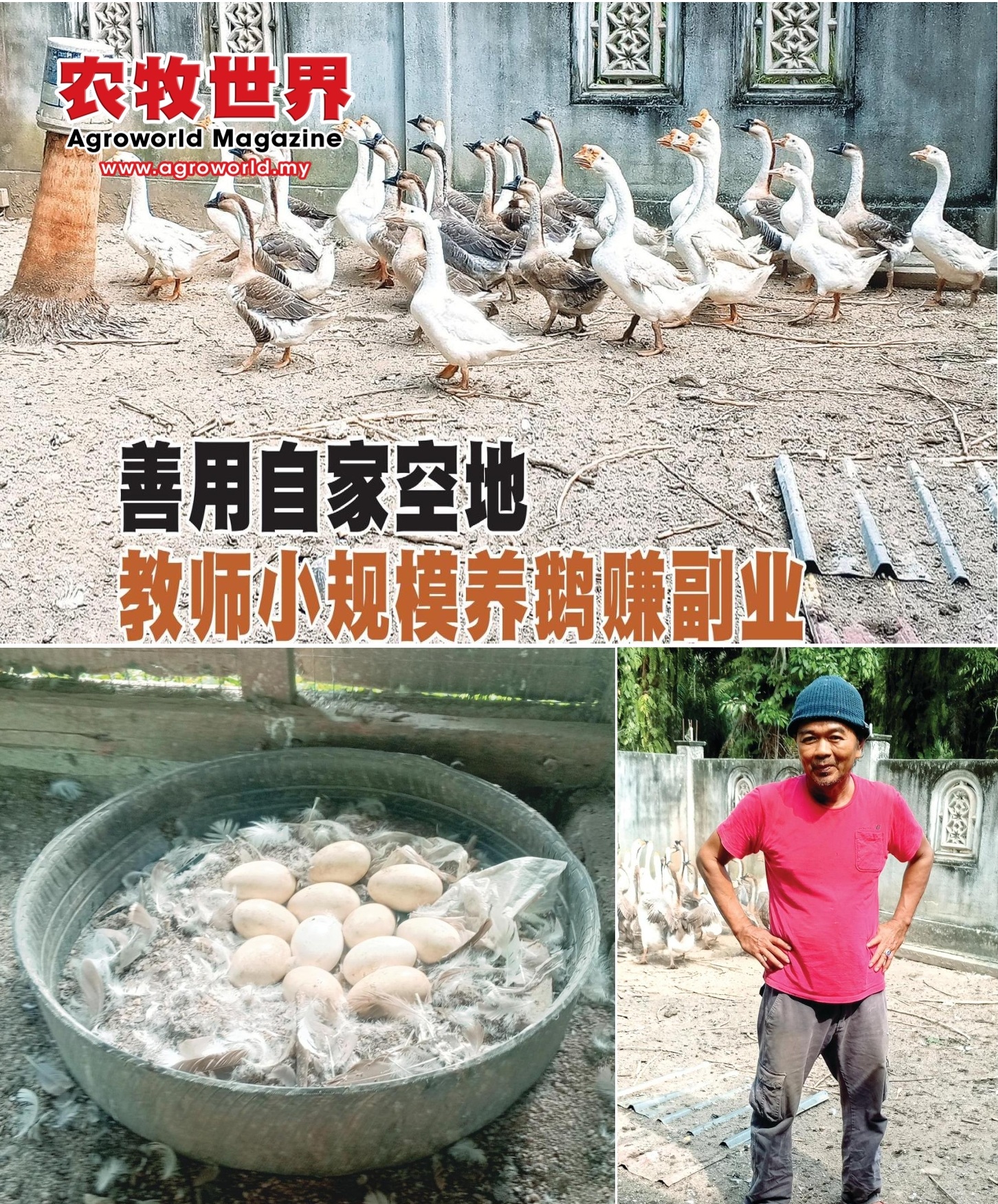 善用自家空地  教师小规模养鹅赚副业 - 农牧世界