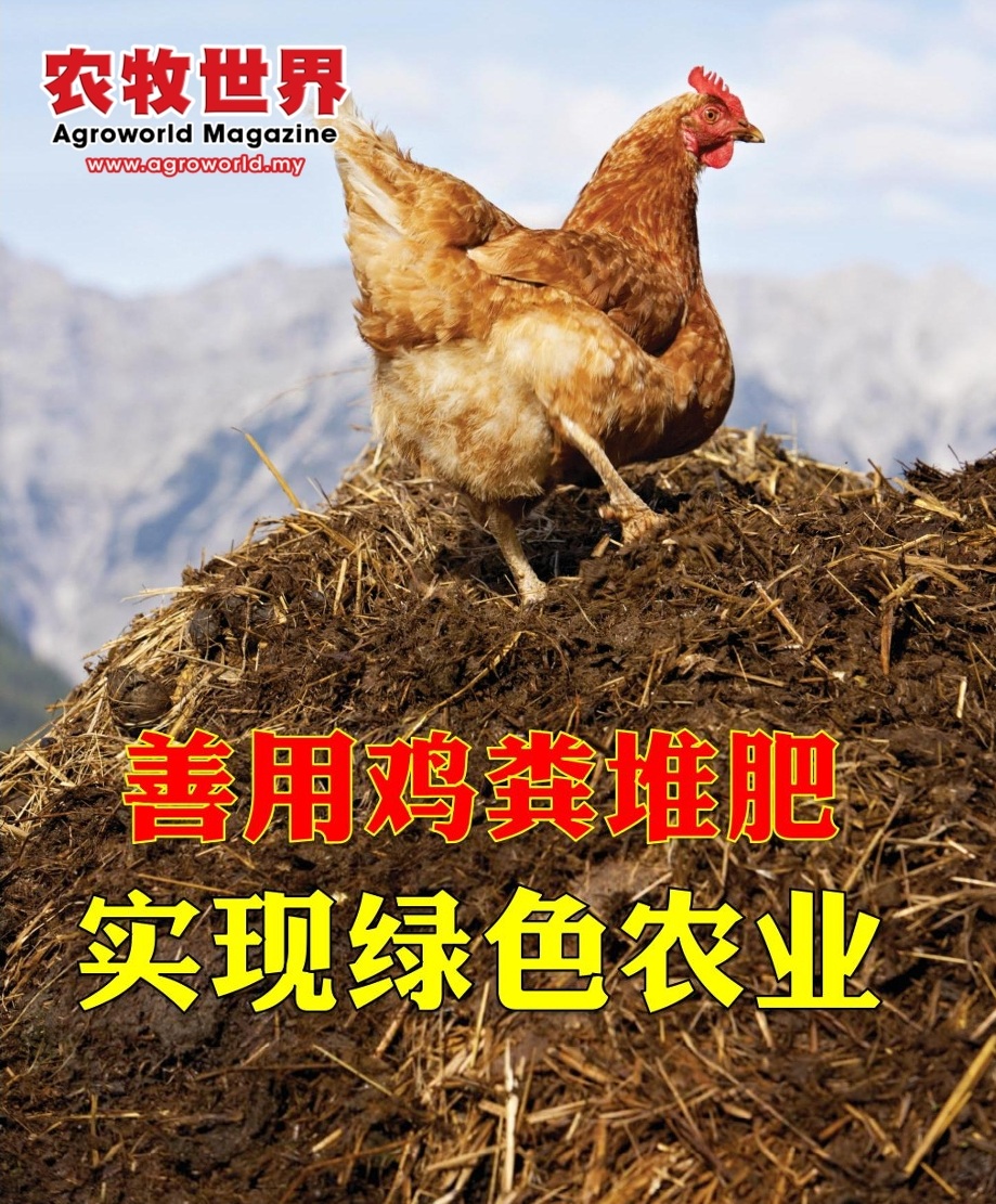 善用鸡粪堆肥实现绿色农业 - 农牧世界