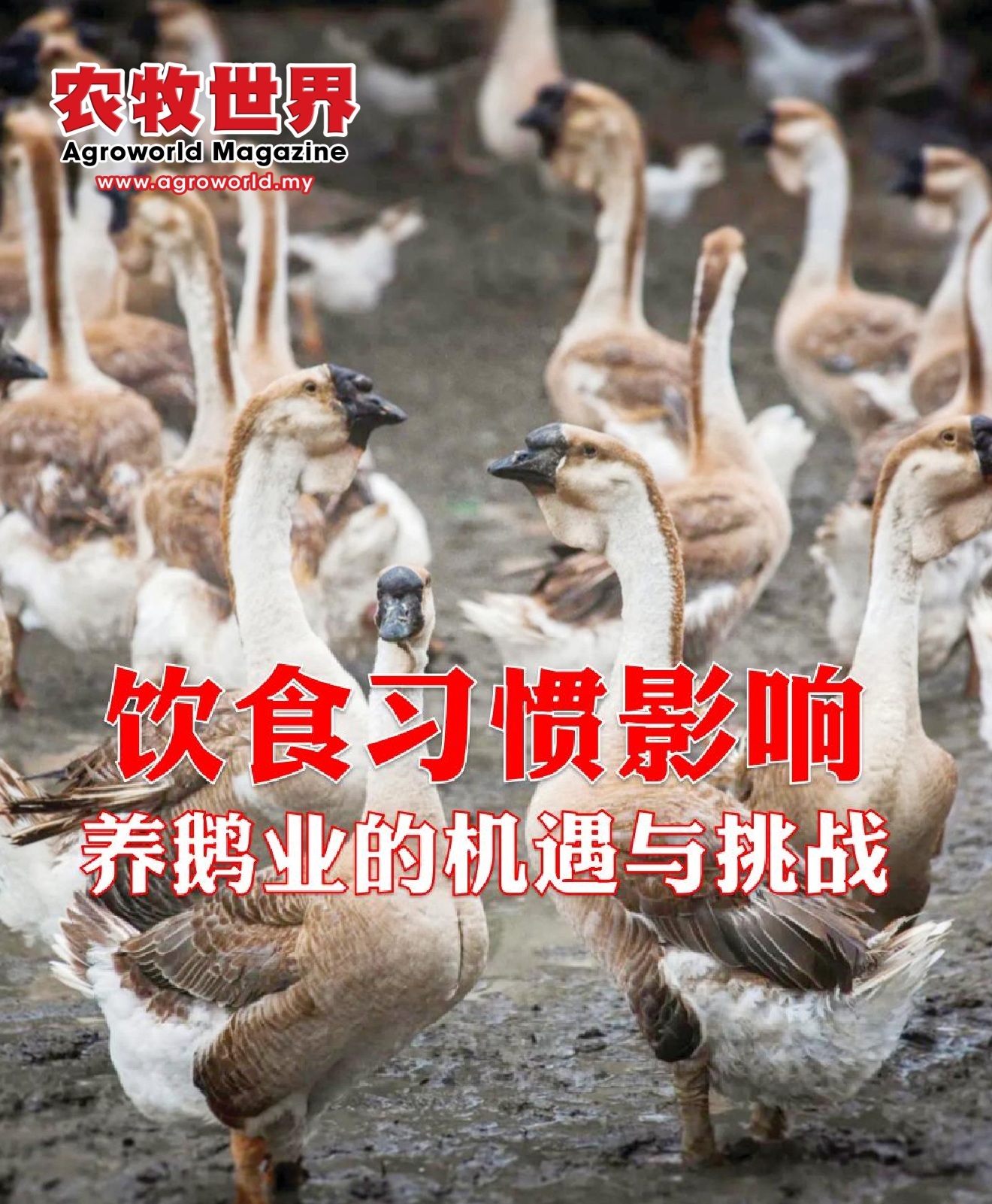 饮食习惯影响消费需求  大马养鹅业的机遇与挑战 - 农牧世界