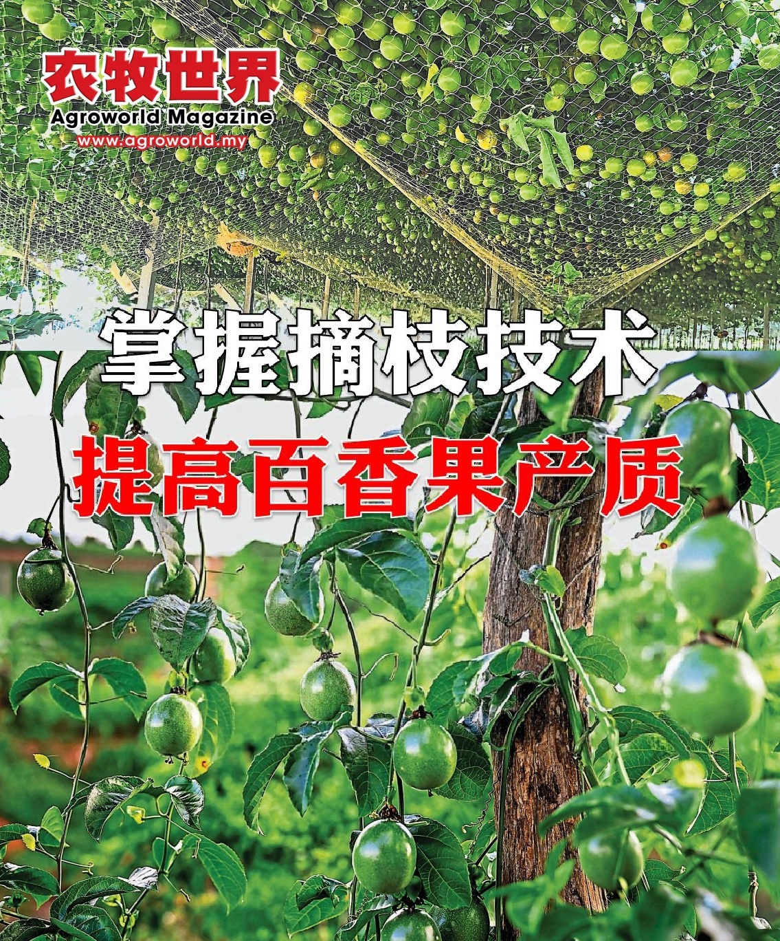 掌握摘枝技术  提高百香果产质 - 农牧世界