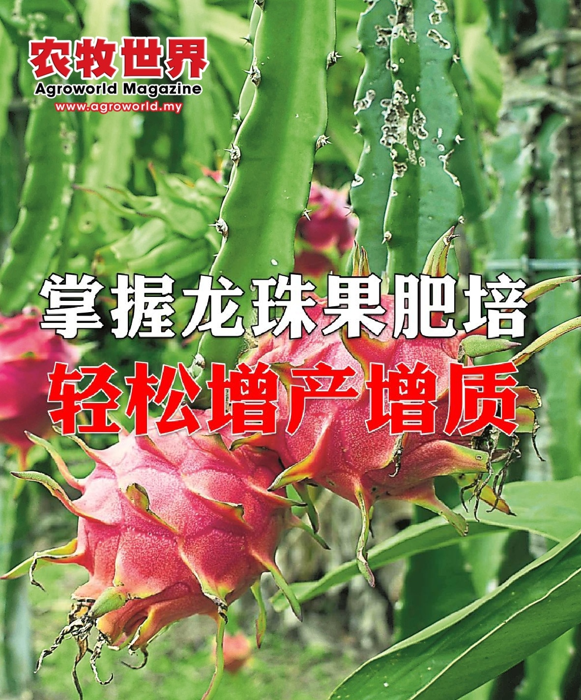 掌握龙珠果肥培  轻松增产增质 - 农牧世界