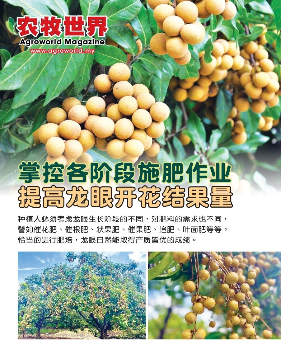 掌控各阶段施肥作业  提高龙眼开花结果量 - 农牧世界