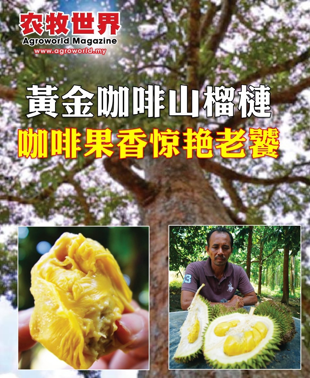 南唛40年榴梿老树  咖啡果香惊艳老饕 - 农牧世界