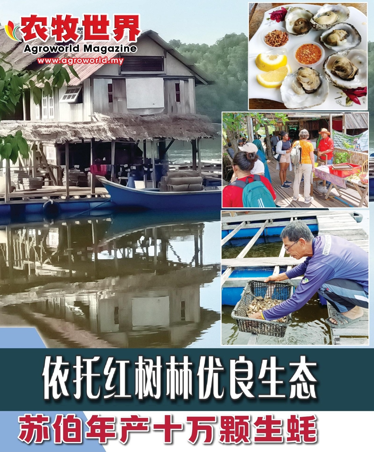 依托红树林优良生态  苏伯年产十万颗生蚝 - 农牧世界