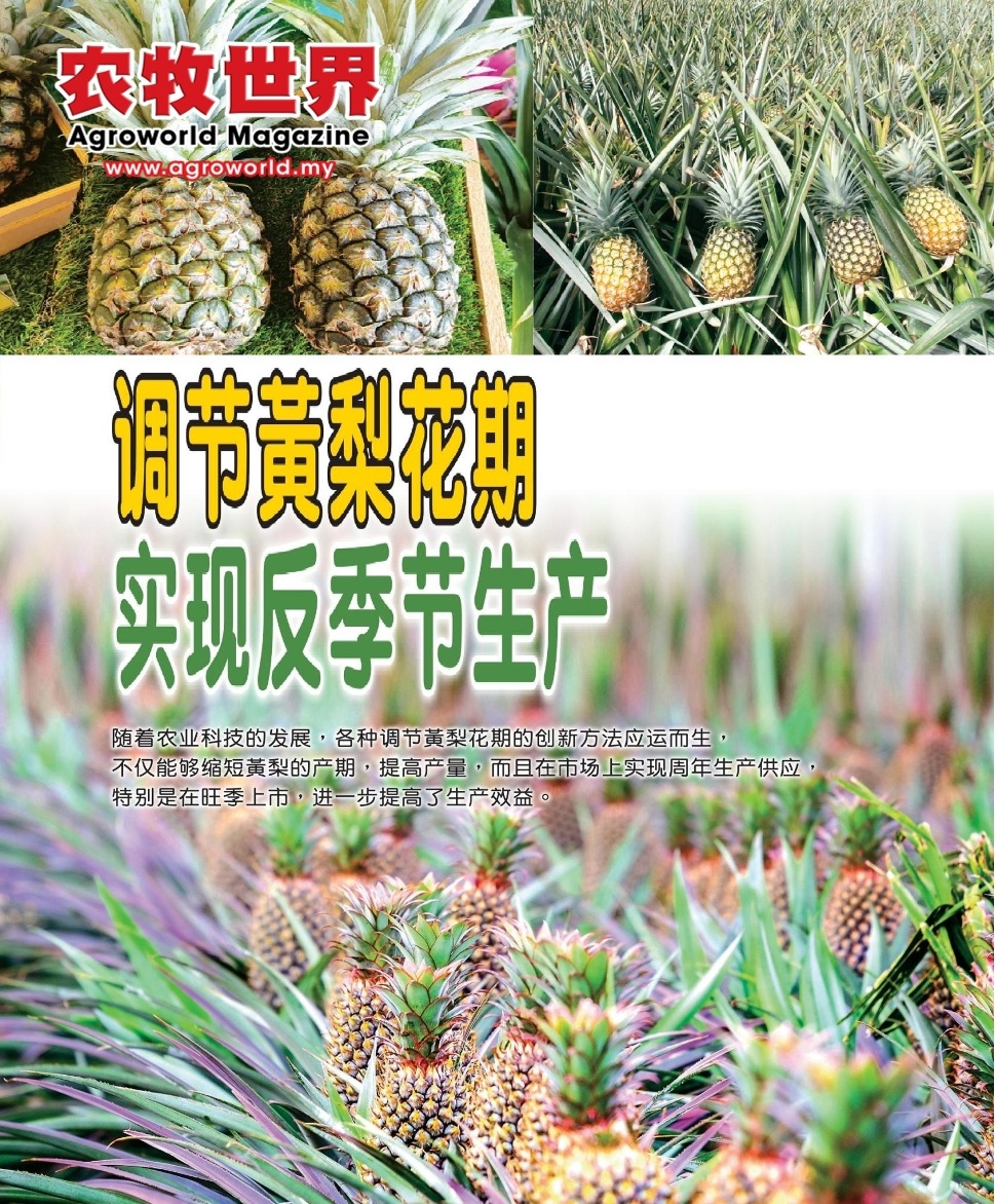 调节黄梨花期  实现反季节生产 - 农牧世界