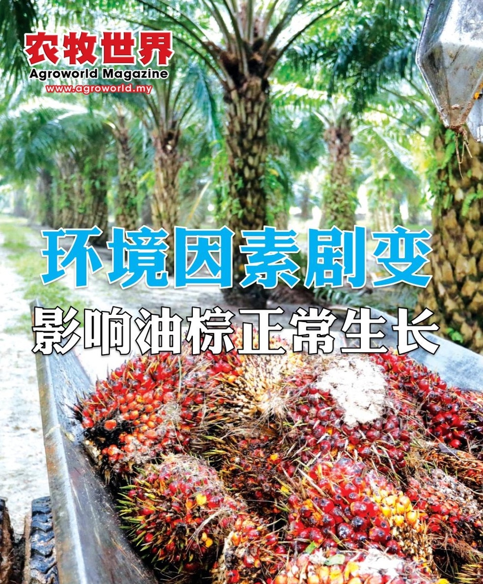 环境因素剧变  影响油棕正常生长 - 农牧世界