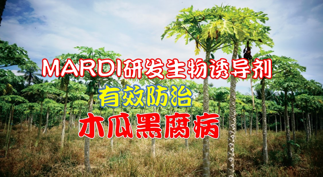 MARDI研发生物诱导剂 有效防治木瓜黑腐病 - 农牧世界