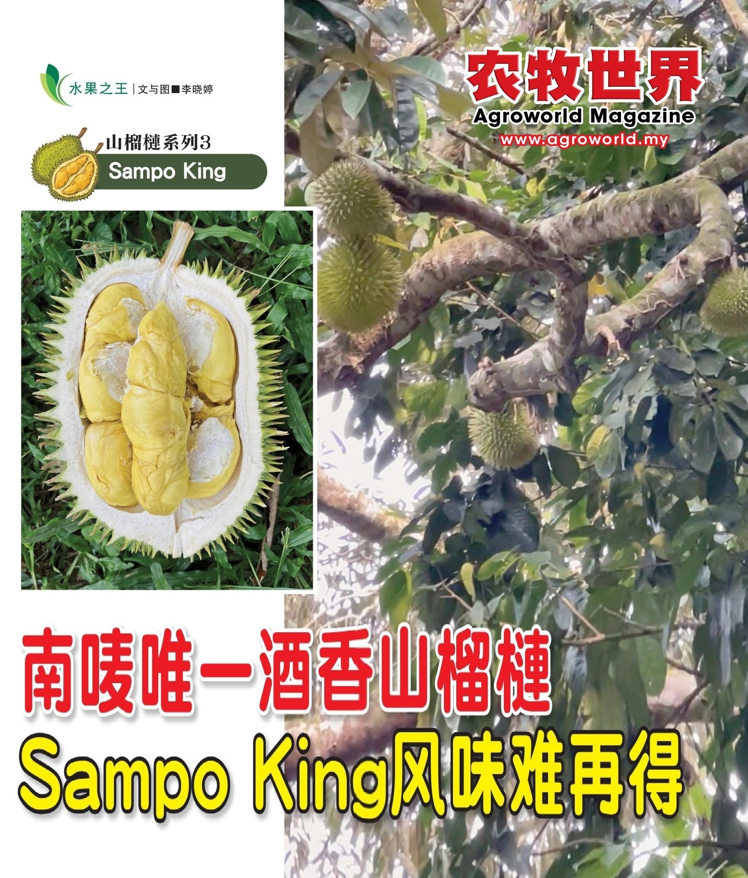 南唛唯一酒香山榴梿  Sampo King风味难再得 - 农牧世界