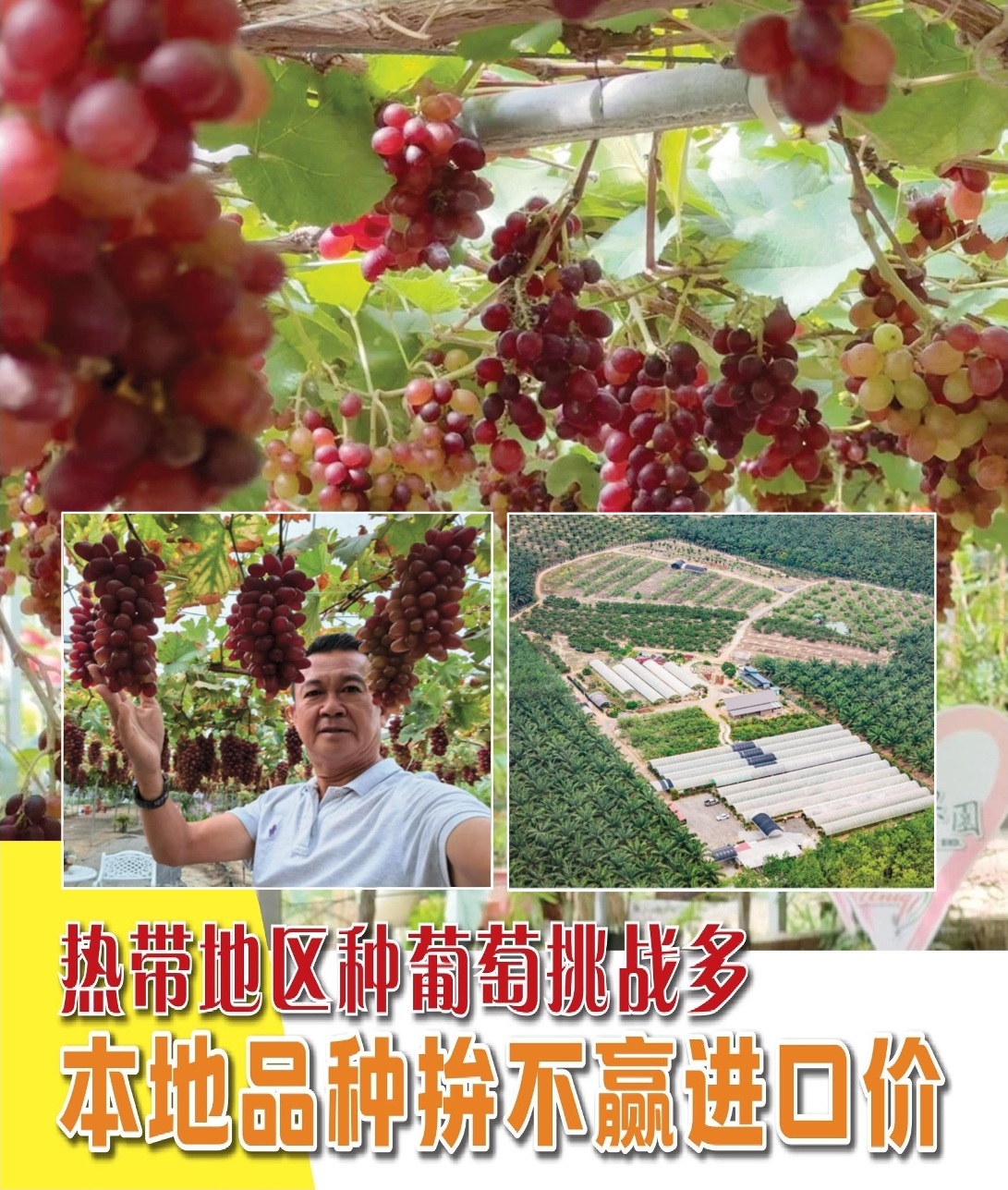 热带地区种葡萄挑战多  本地品种拼不赢进口价 - 农牧世界