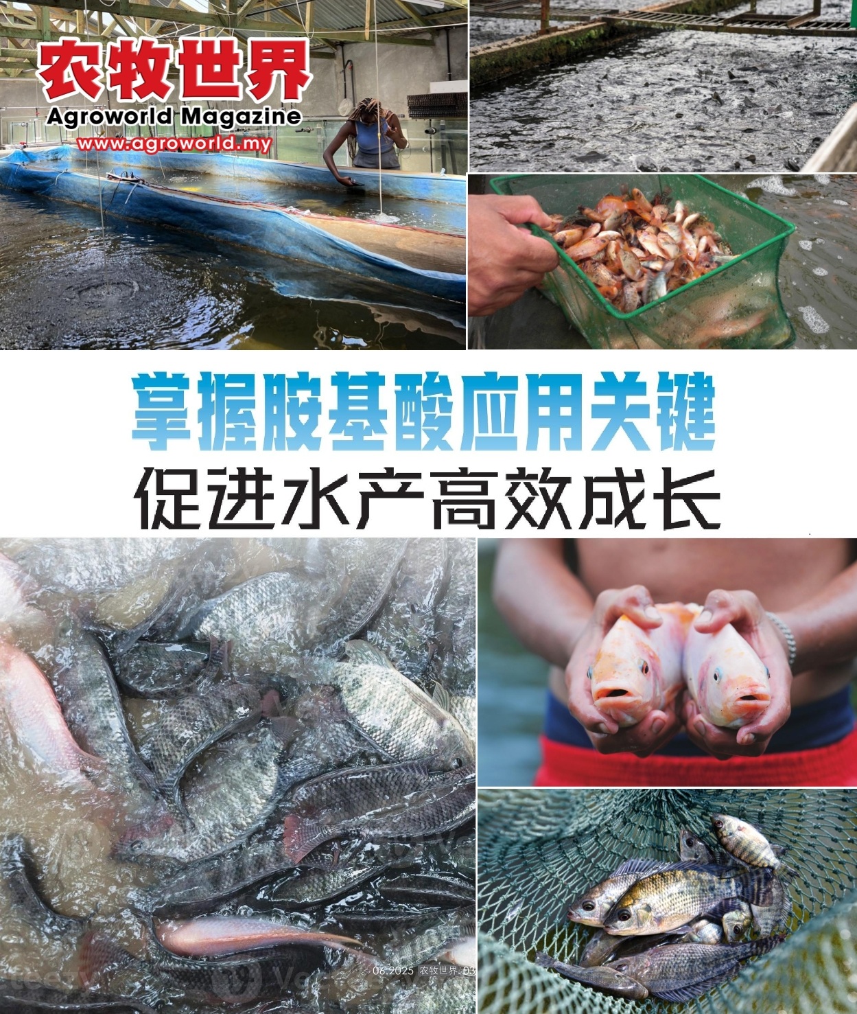 掌握胺基酸应用关键  促进水产高效成长 - 农牧世界