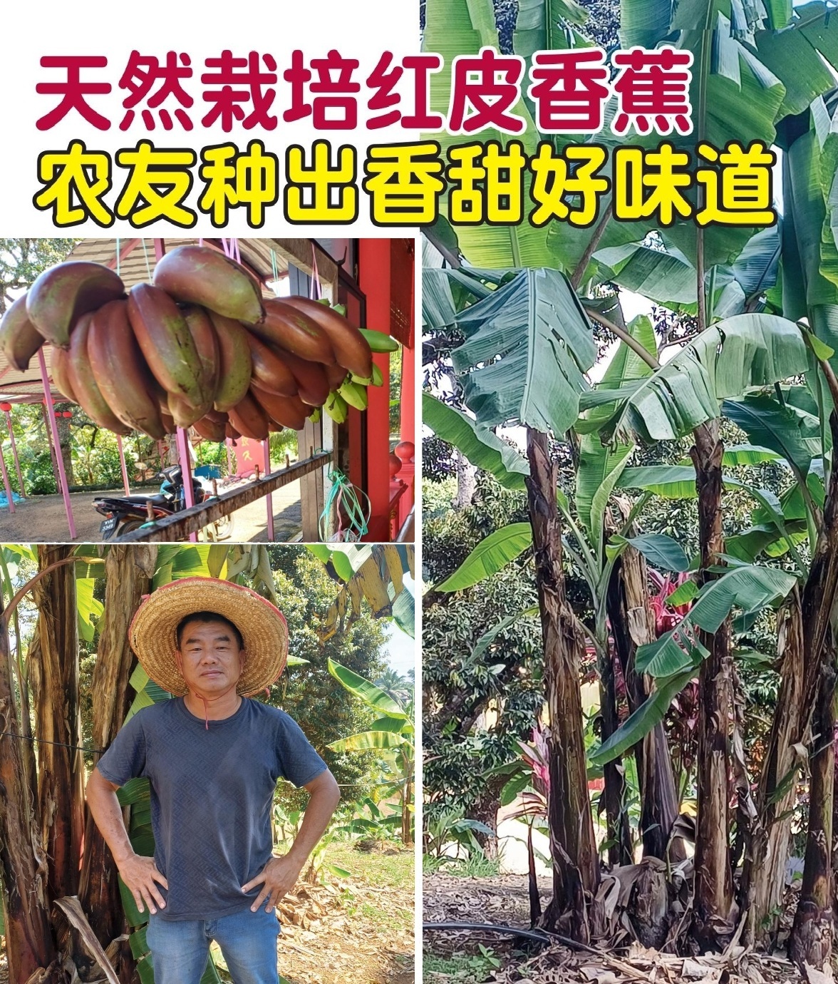 天然栽培红皮香蕉  农友种出香甜好味道 - 农牧世界