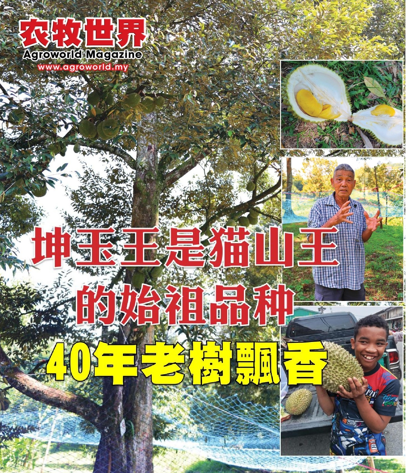 坤玉王落地上霹雳  40年老树飘香 - 农牧世界