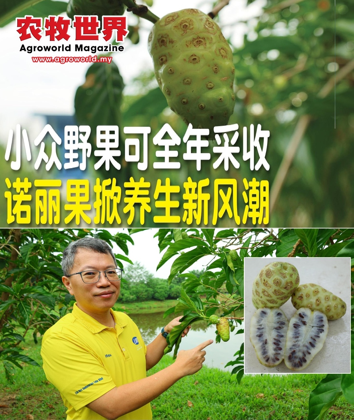 小众野果可全年采收  诺丽果掀养生新风潮 - 农牧世界