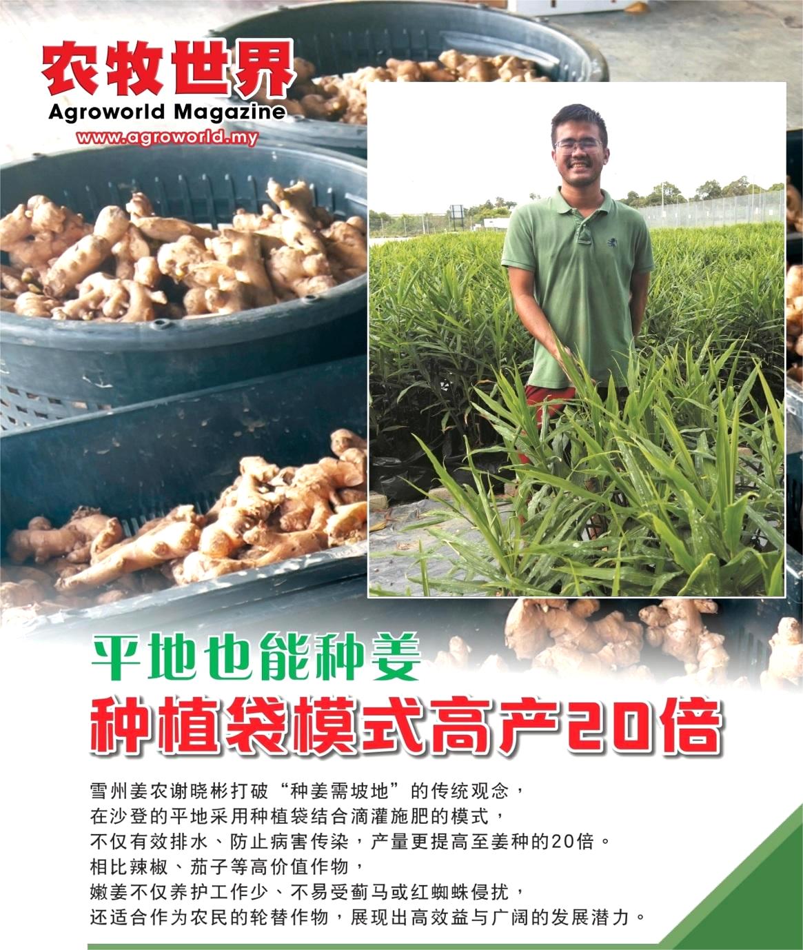 平地也能种姜  种植袋模式高产20倍 - 农牧世界