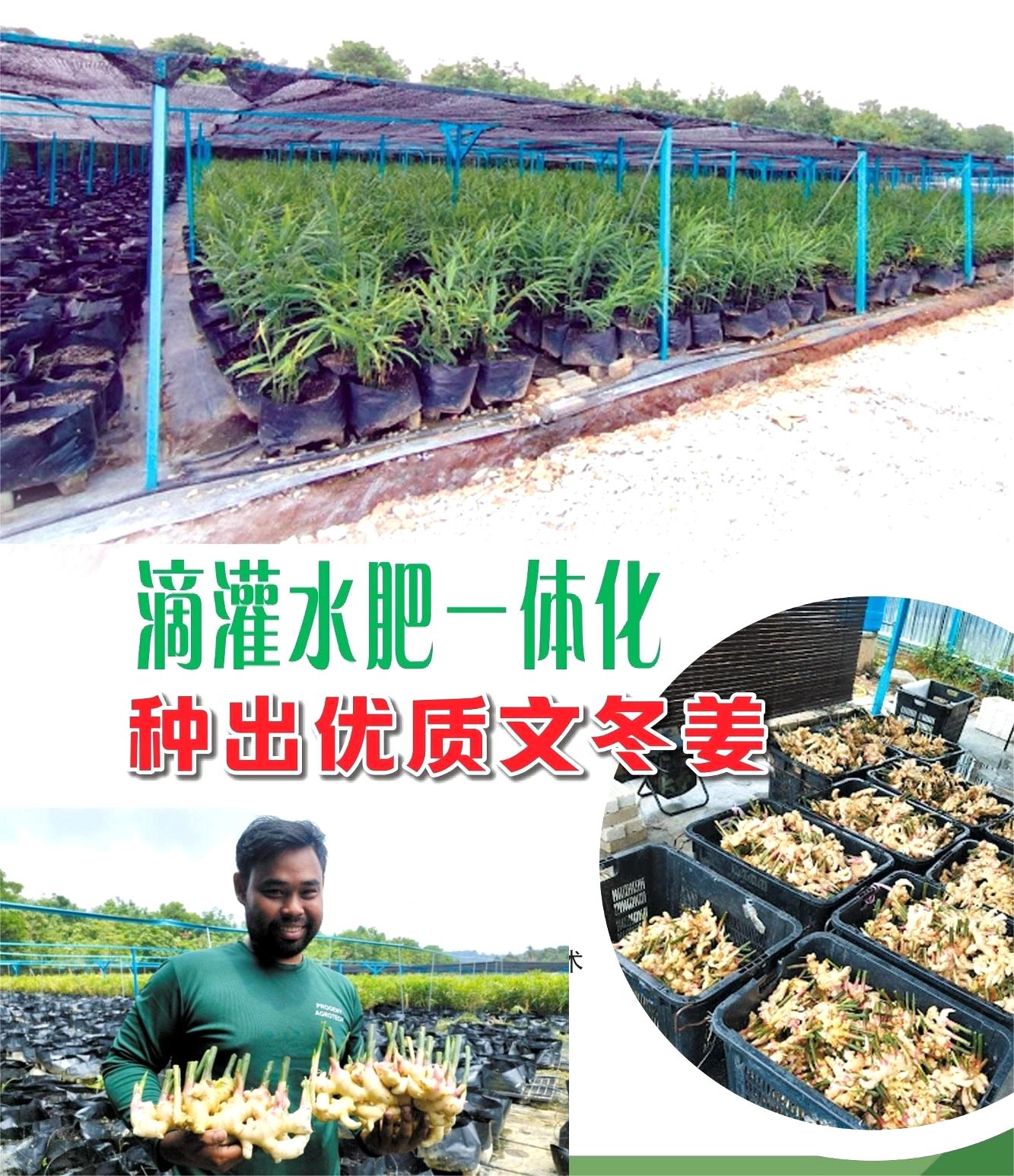 采用滴灌水肥一体化技术  城市青农种出优质文冬姜 - 农牧世界