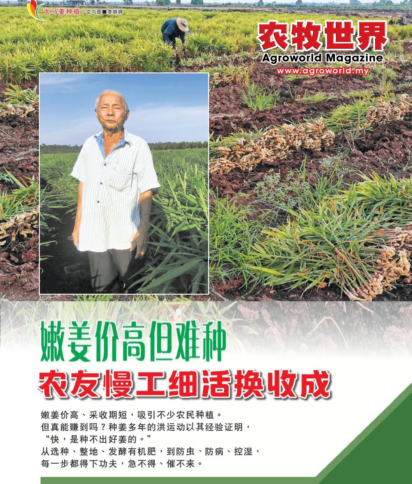 嫩姜价高但难种  农友慢工细活换收成 - 农牧世界