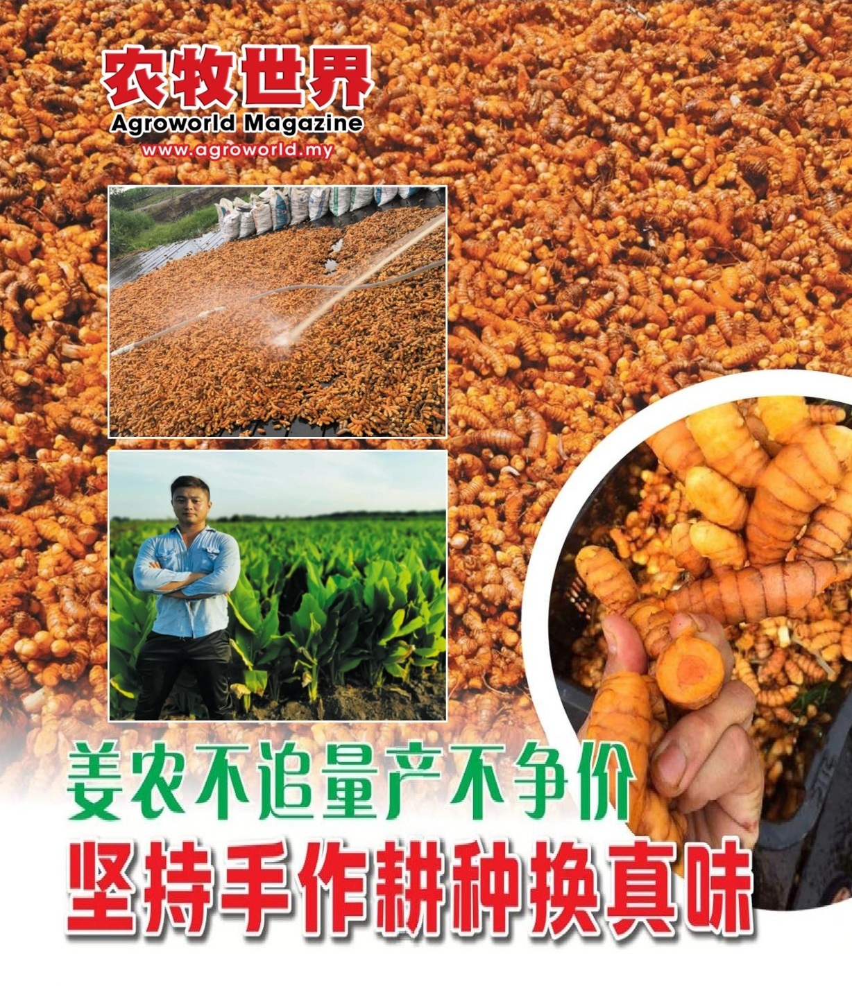 不追量产不争价  姜农坚持手作耕种换真味 - 农牧世界