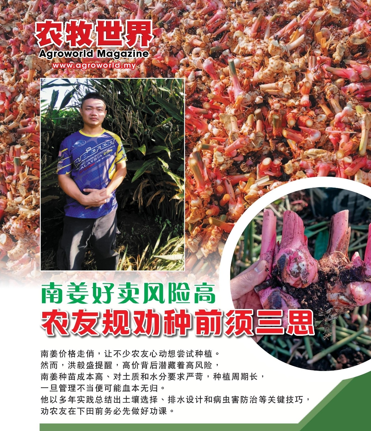 南姜好卖风险高  农友规劝种前须三思 - 农牧世界