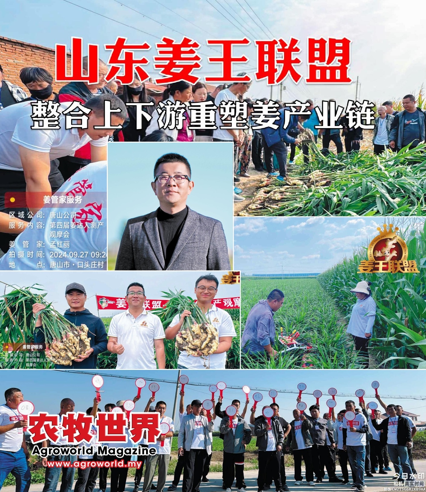 山东姜王联盟  整合上下游重塑生姜产业链 - 农牧世界