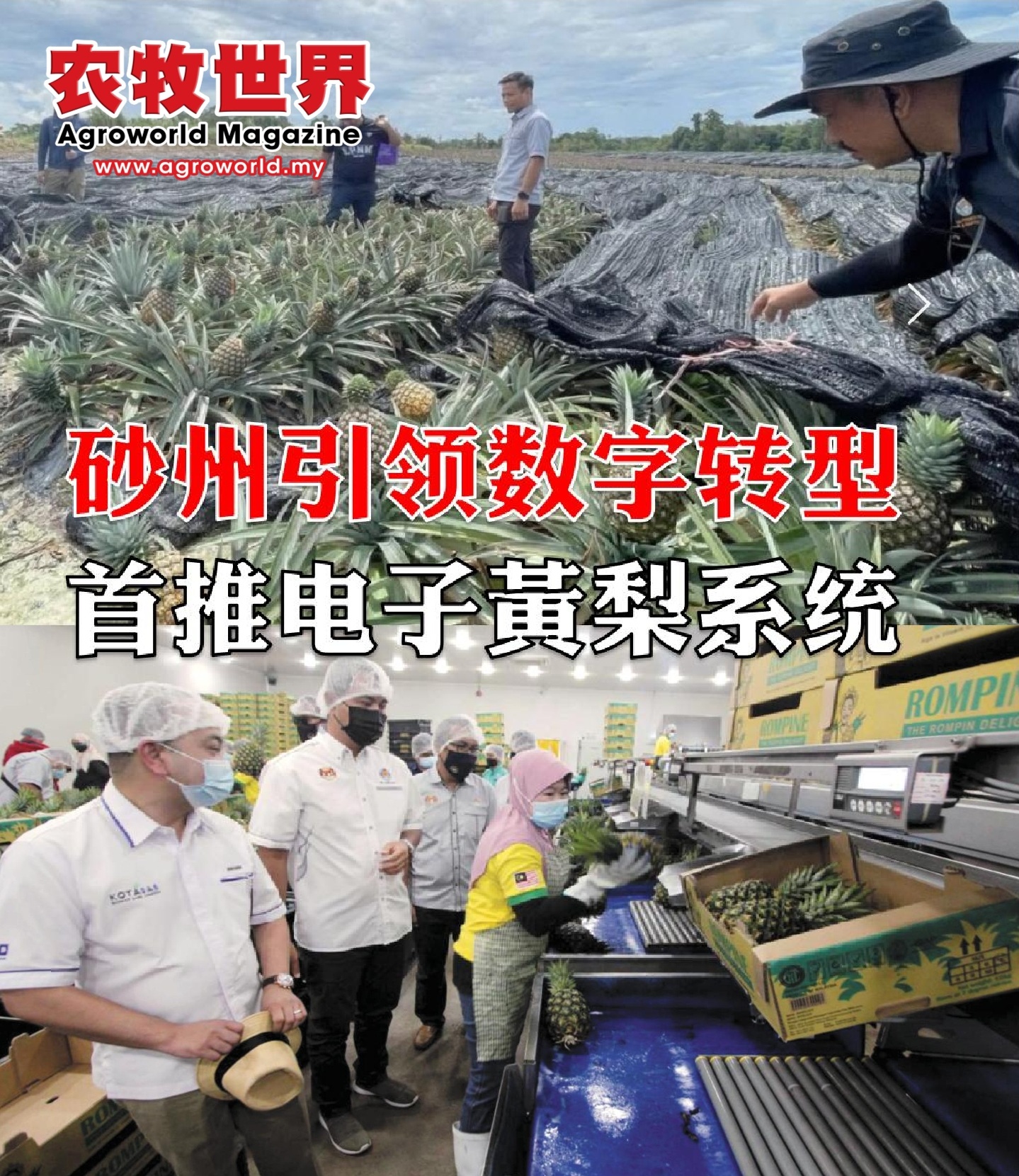 砂州引领数字转型  首推电子黄梨系统 - 农牧世界