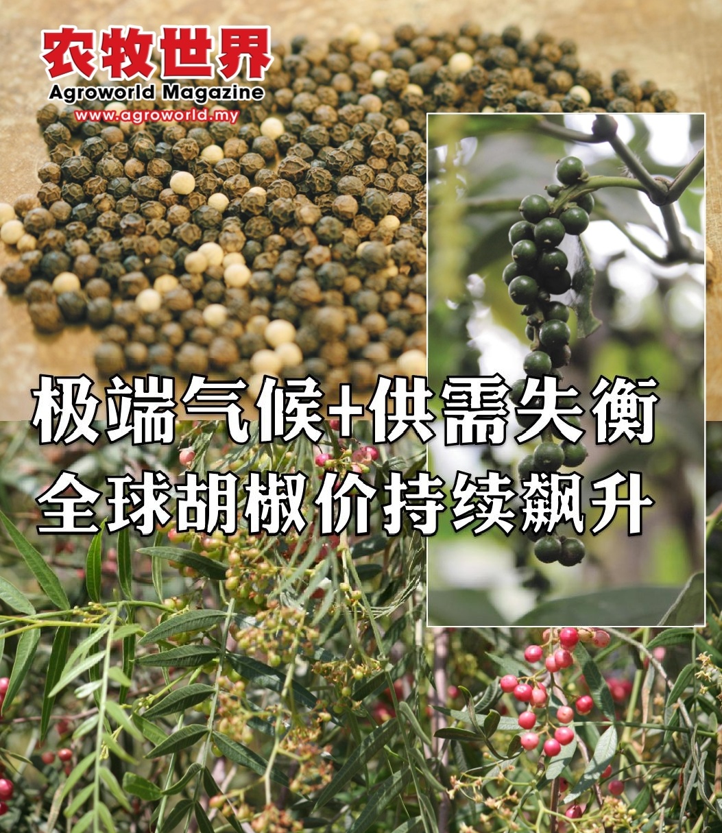 极端气候+供需失衡  全球胡椒价持续飙升 - 农牧世界