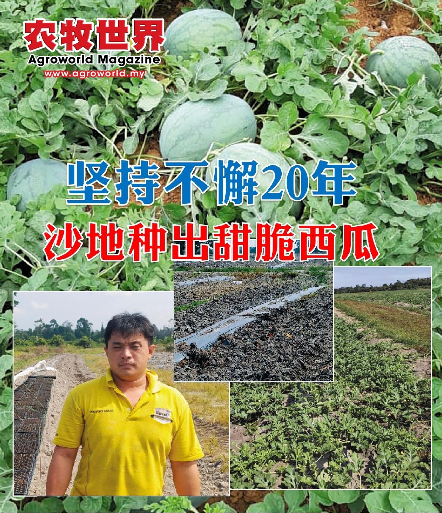 坚持不懈20年  沙地种出甜脆西瓜 - 农牧世界