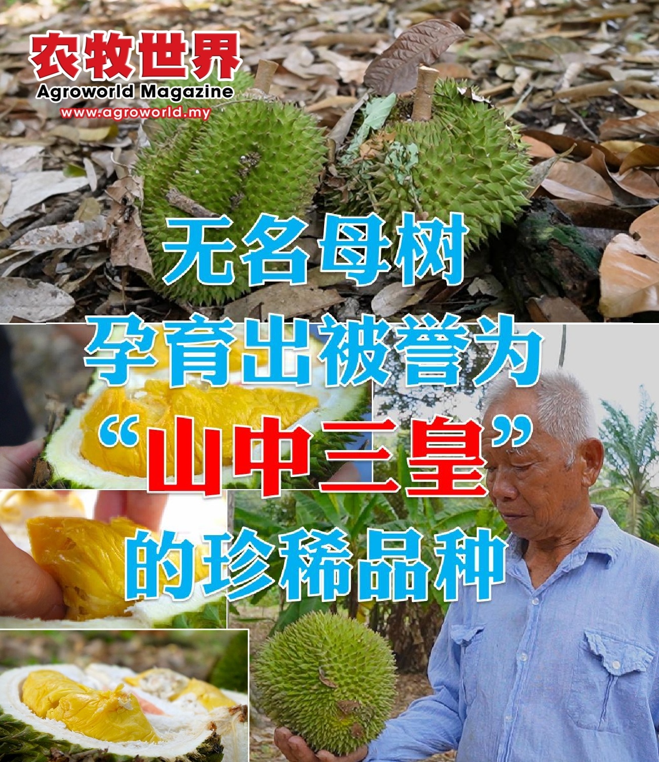 无名母树孕育山中三皇  果农盼榴梿复兴带动多样性 - 农牧世界