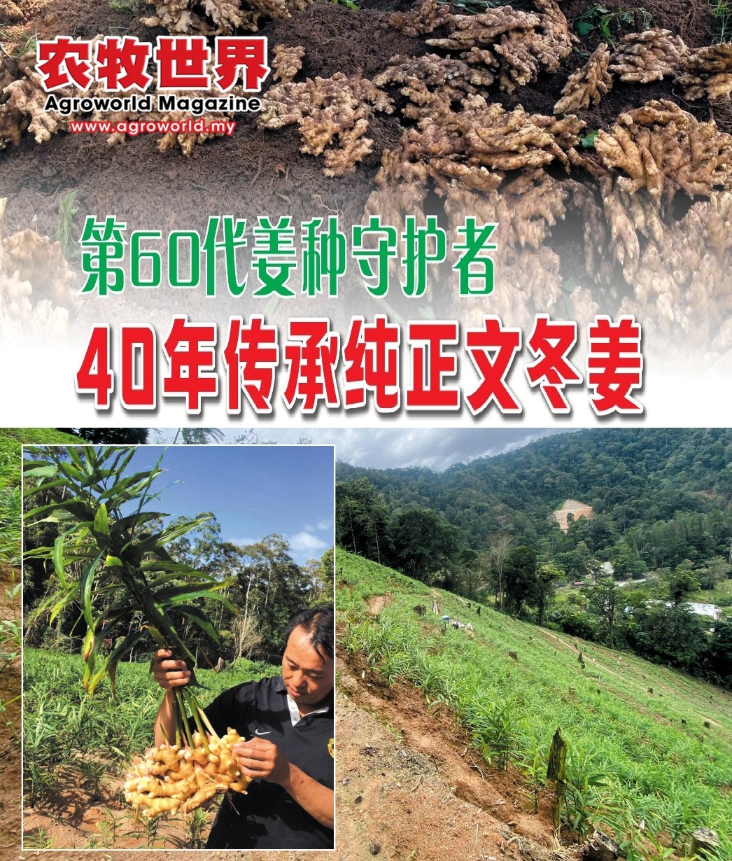 第60代姜种守护者  40年传承纯正文冬姜 - 农牧世界