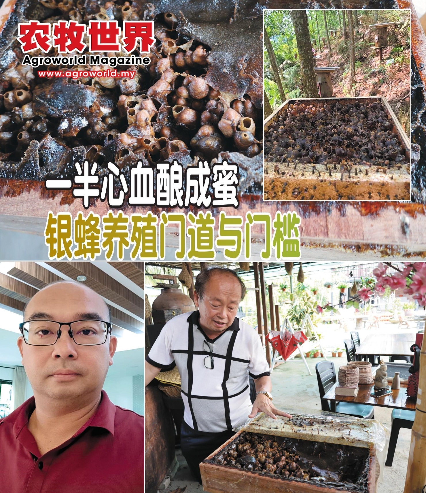 一半心血酿成蜜  银蜂养殖门道与门槛 - 农牧世界