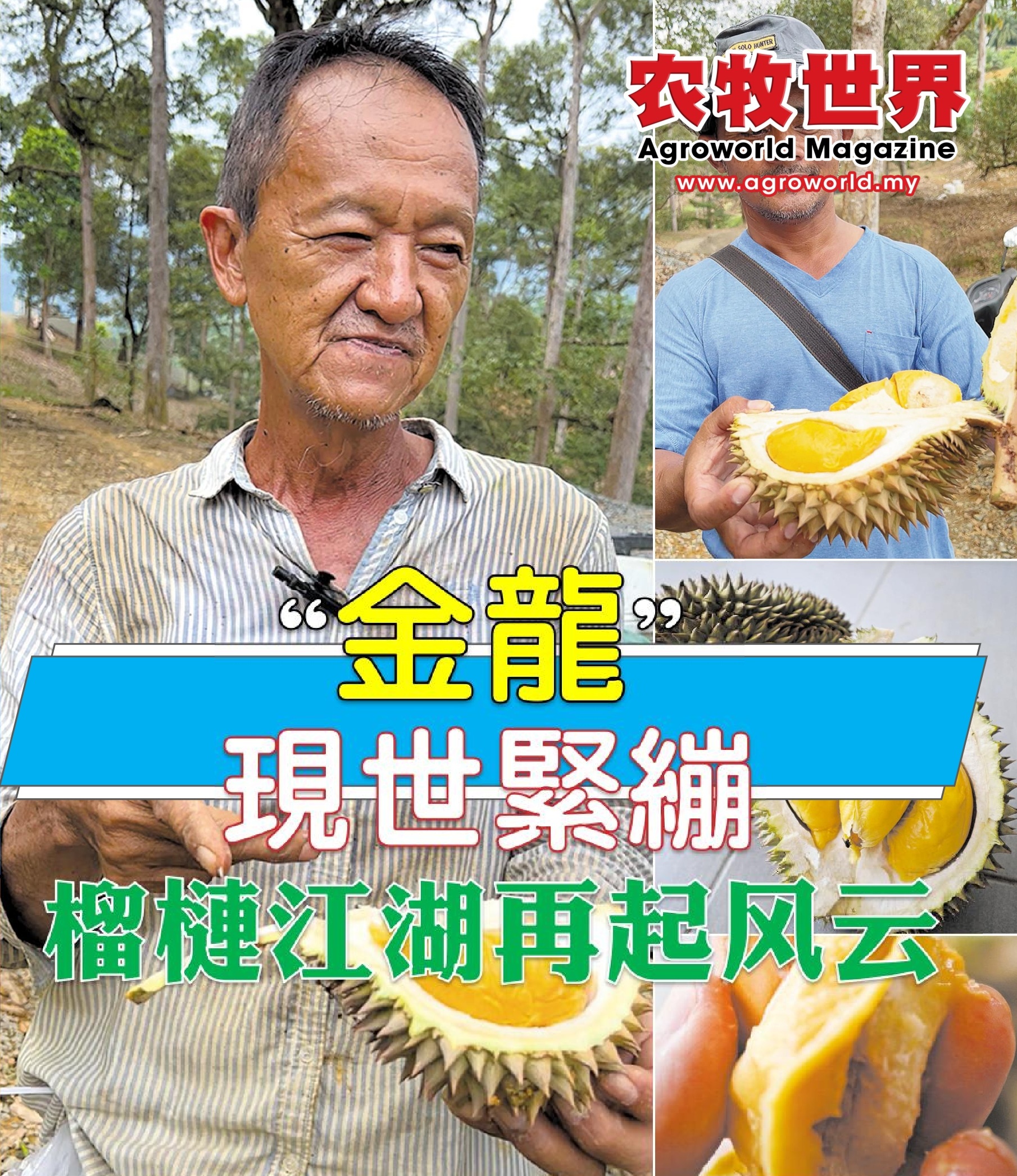 “金龙”现世  榴梿江湖再起风云 - 农牧世界