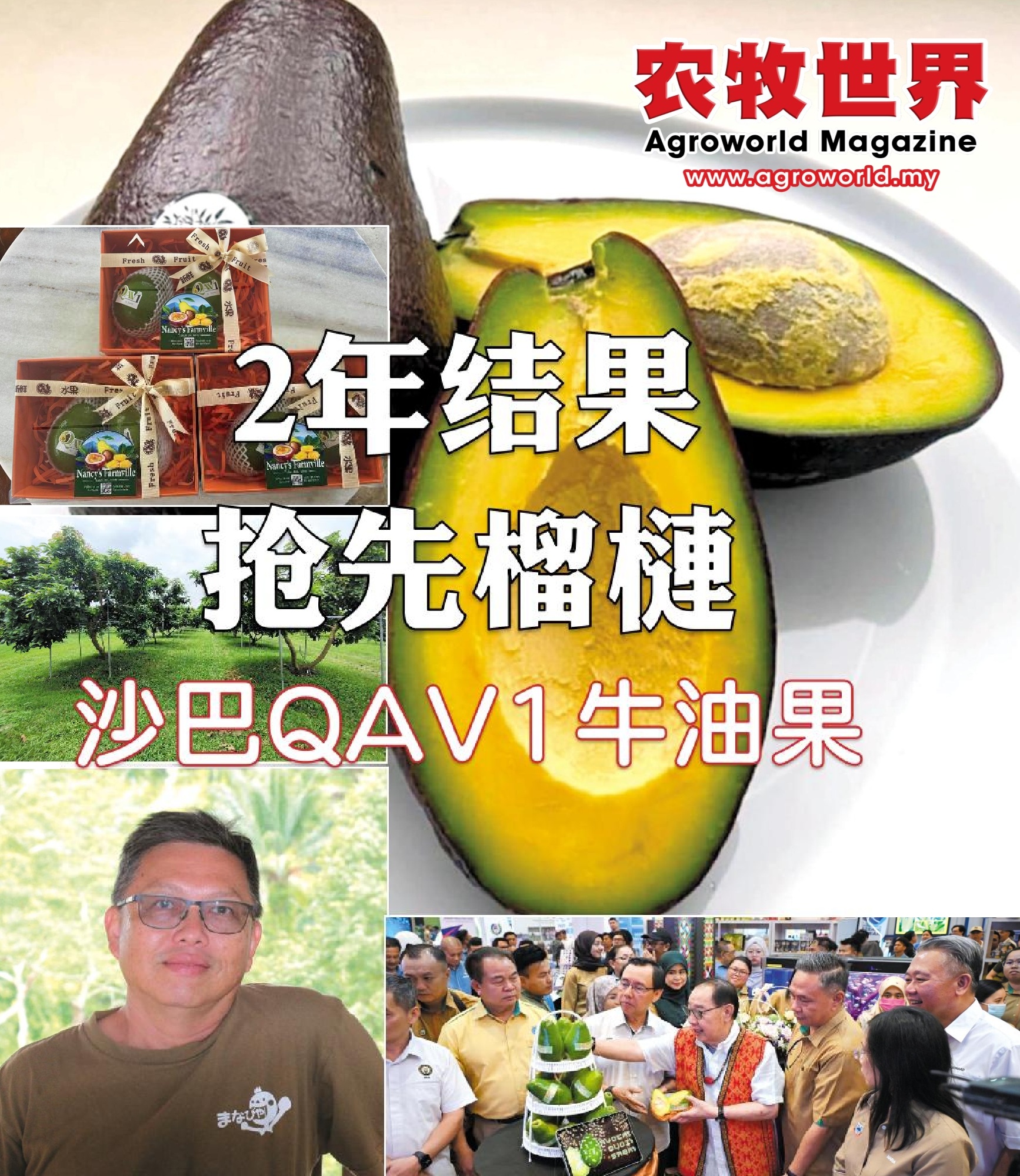 两年结果抢先榴梿  沙巴QAV1牛油果沙巴发光 - 农牧世界