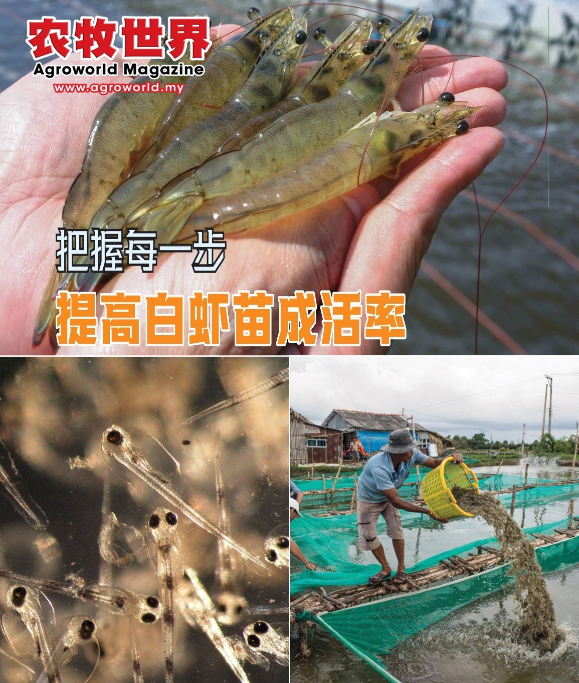 把握每一步  提升白对虾苗成活率 - 农牧世界