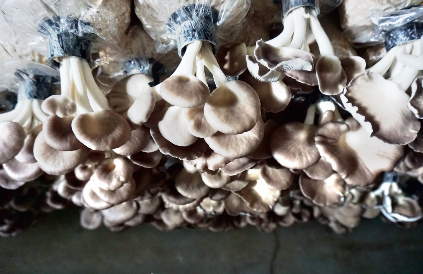 Mushroom - Fresh Grey Oyster Mushroom 凤尾菇 90GM